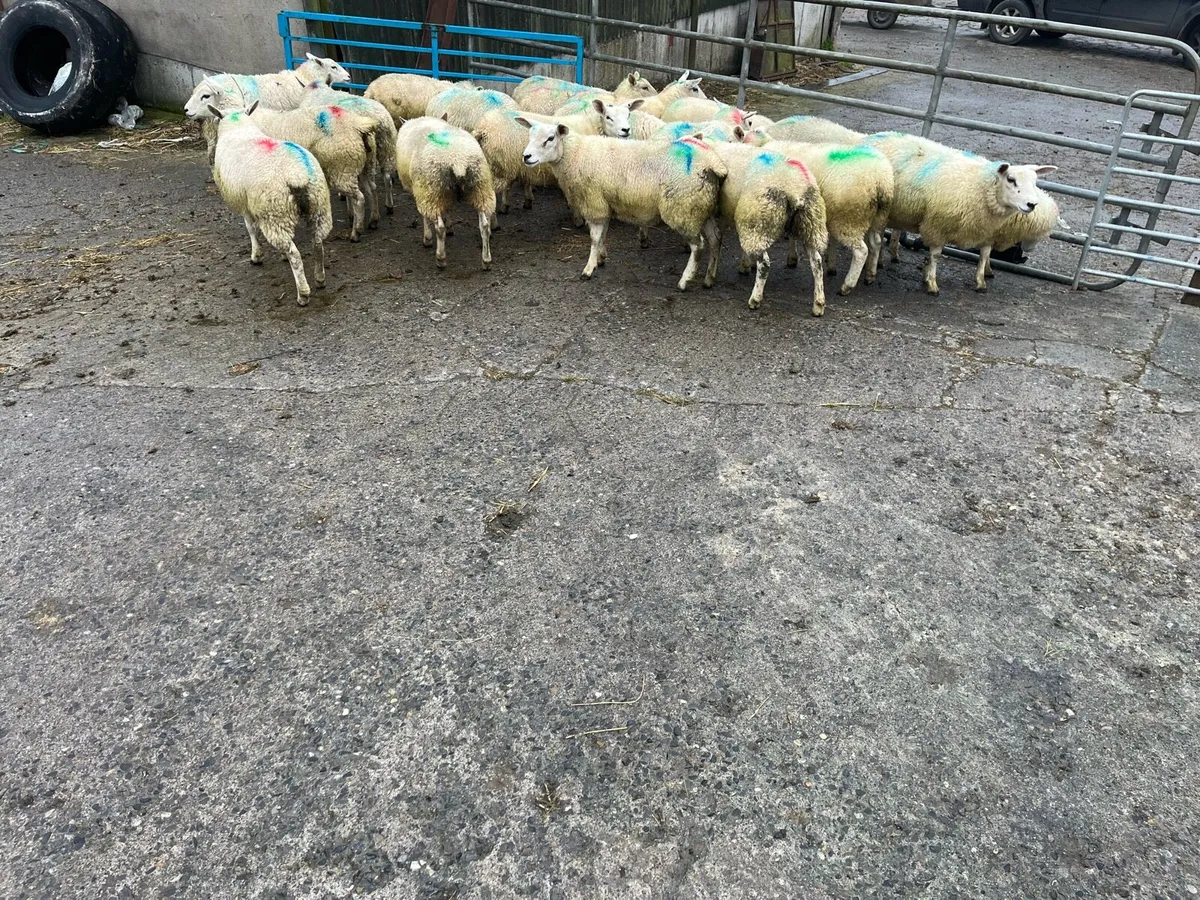 Belclare X Ewe Lambs - Image 4