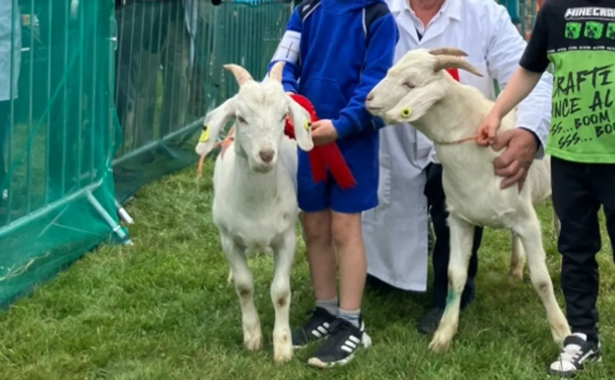 Male Goats - Image 2