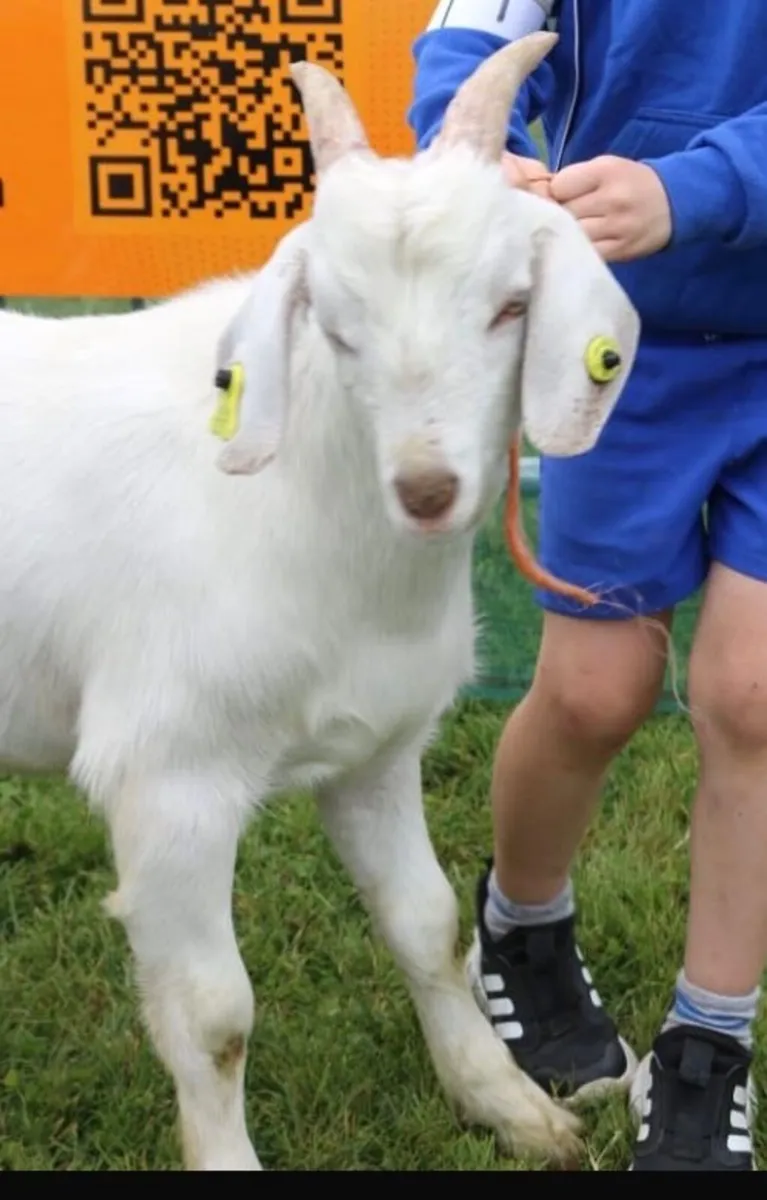 Male Goats - Image 3