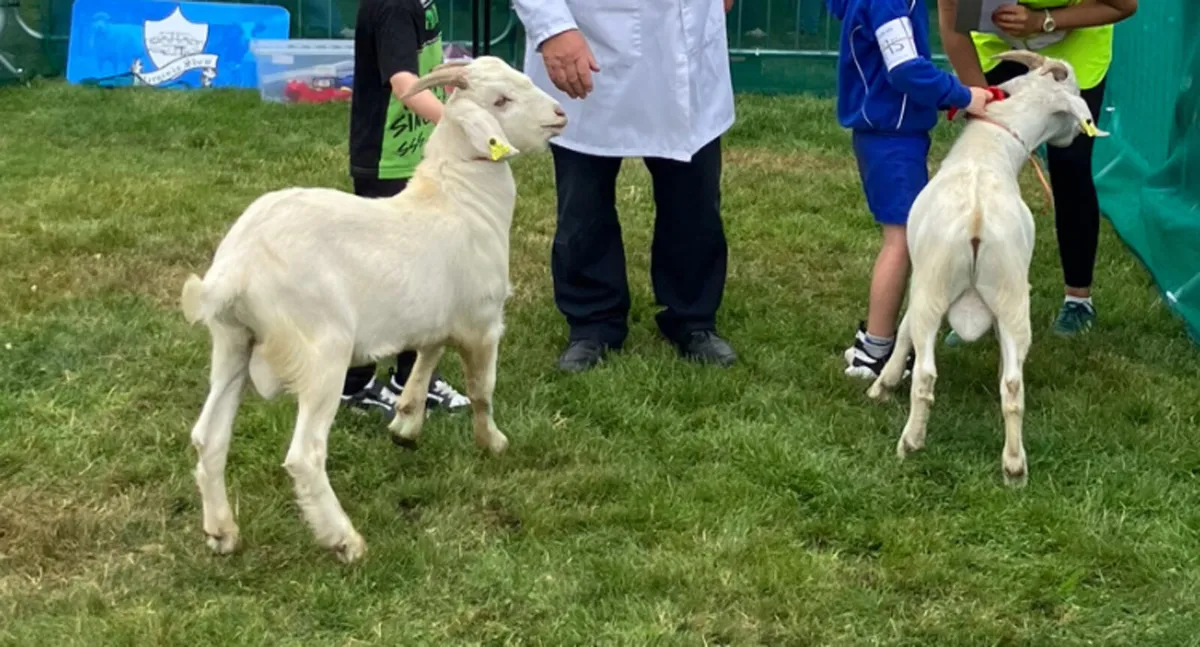 Male Goats - Image 4