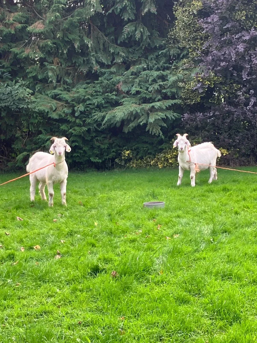 Male Goats - Image 1