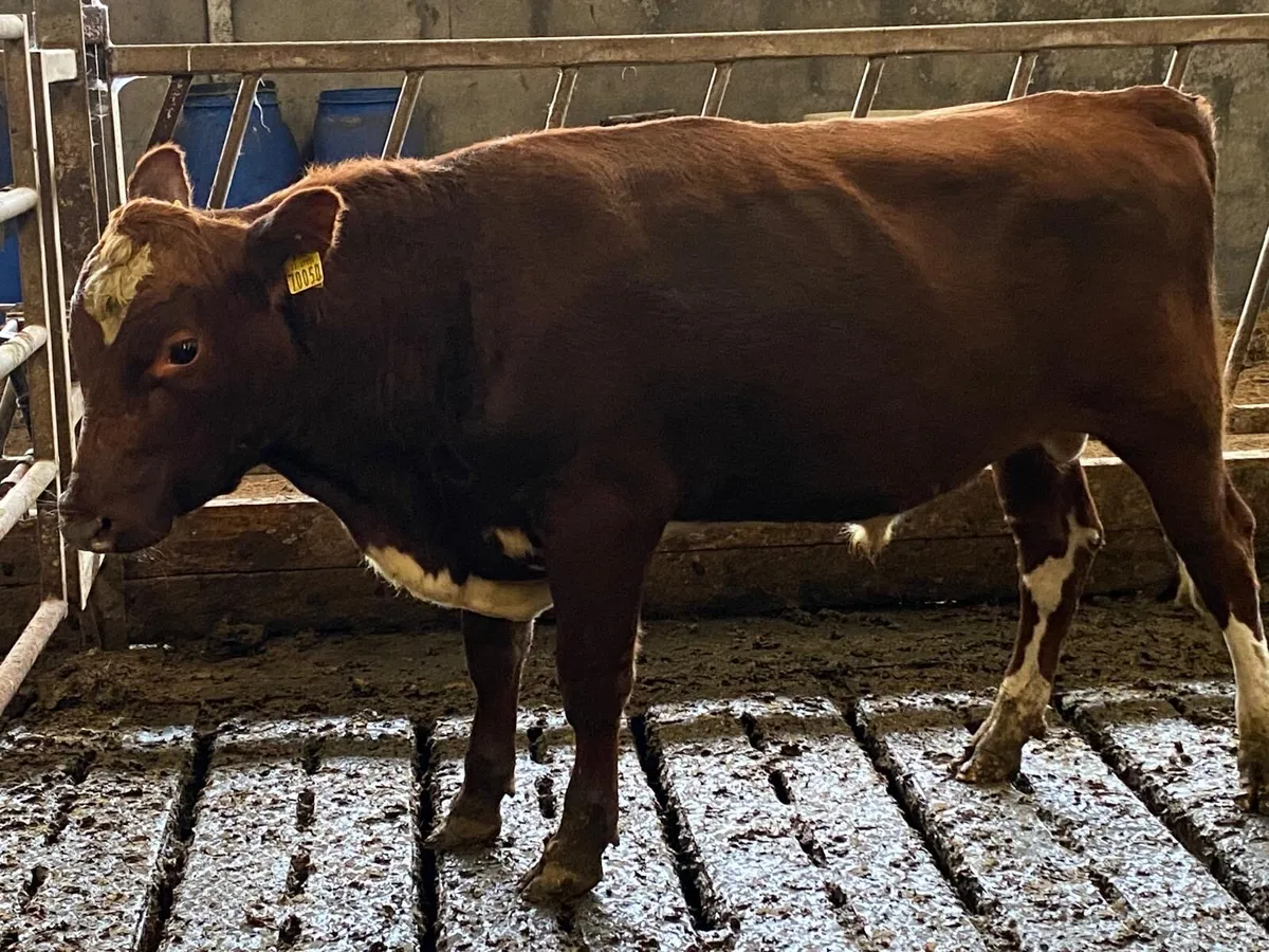 PBR Irish Moiled Heifer and Bull Calves - Image 1