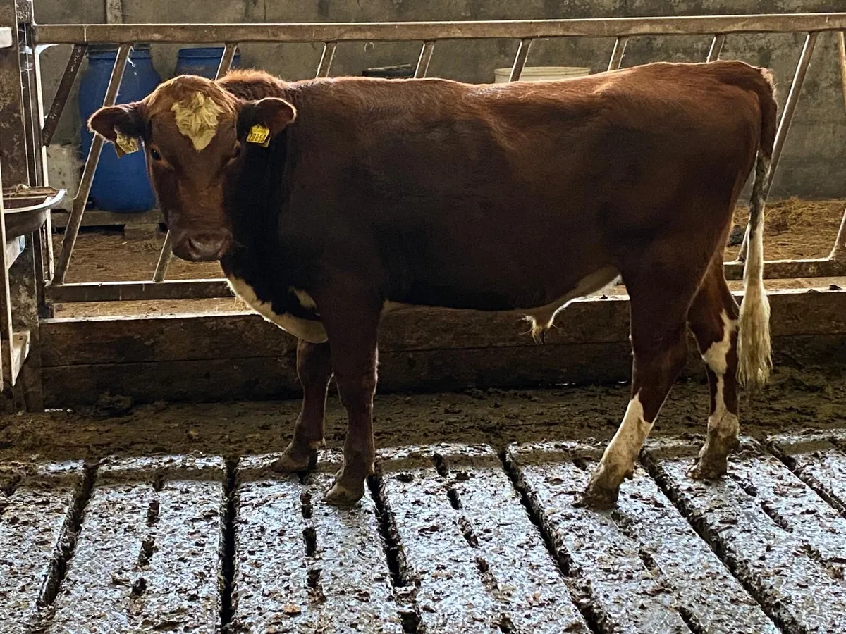 PBR Irish Moiled Heifer and Bull Calves - Image 2