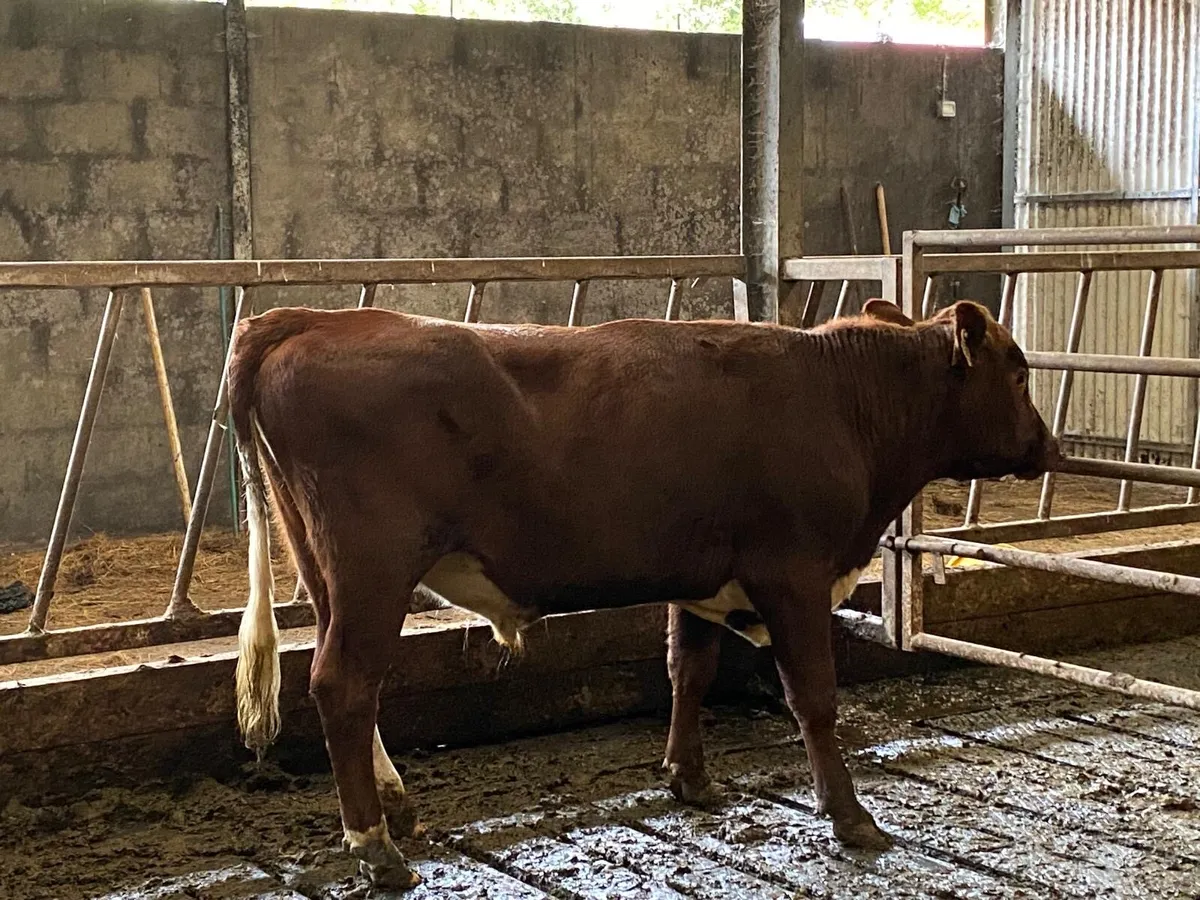 PBR Irish Moiled Heifer and Bull Calves - Image 3
