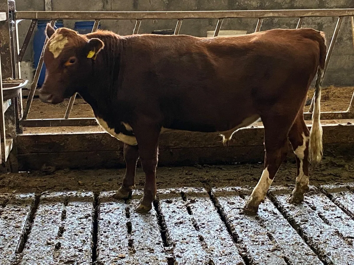 PBR Irish Moiled Heifer and Bull Calves - Image 4