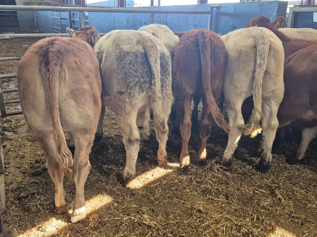 8 Super Continental Heifers - Image 3