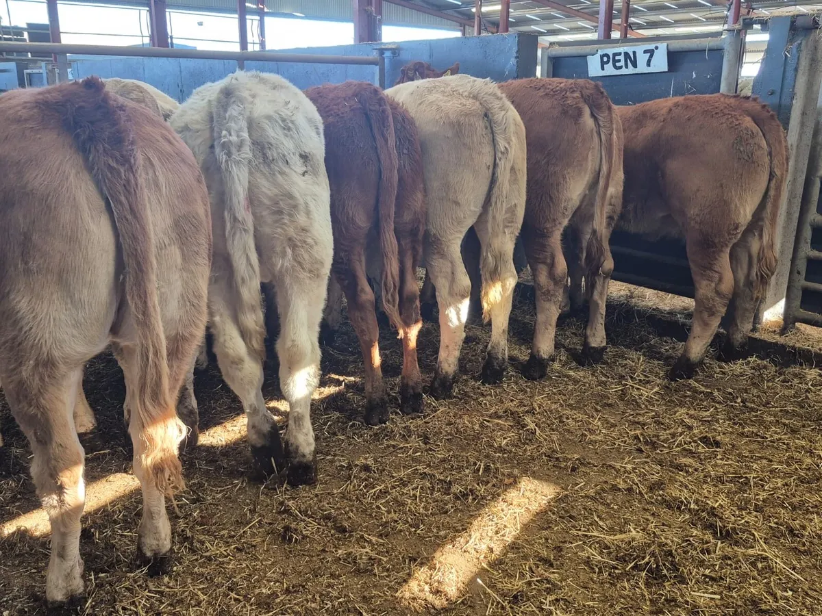 8 Super Continental Heifers - Image 1