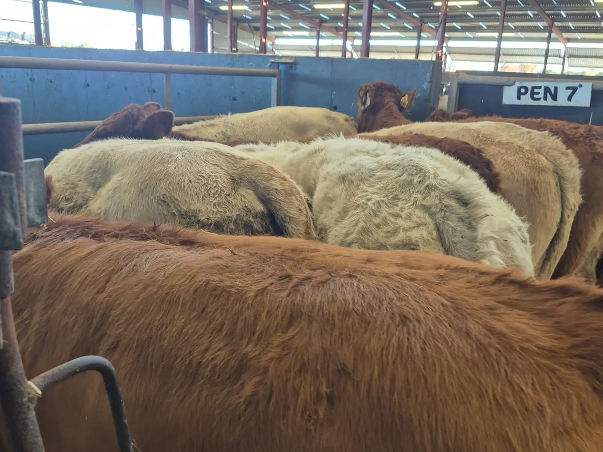 8 Super Continental Heifers - Image 4