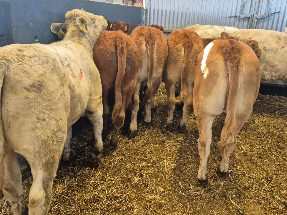 8 Super Continental Heifers - Image 2