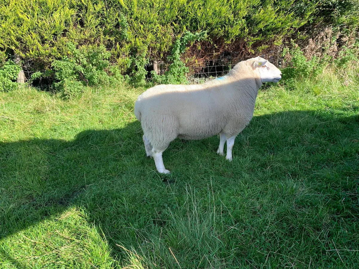 Pure bred Lleyn Ram - Image 1
