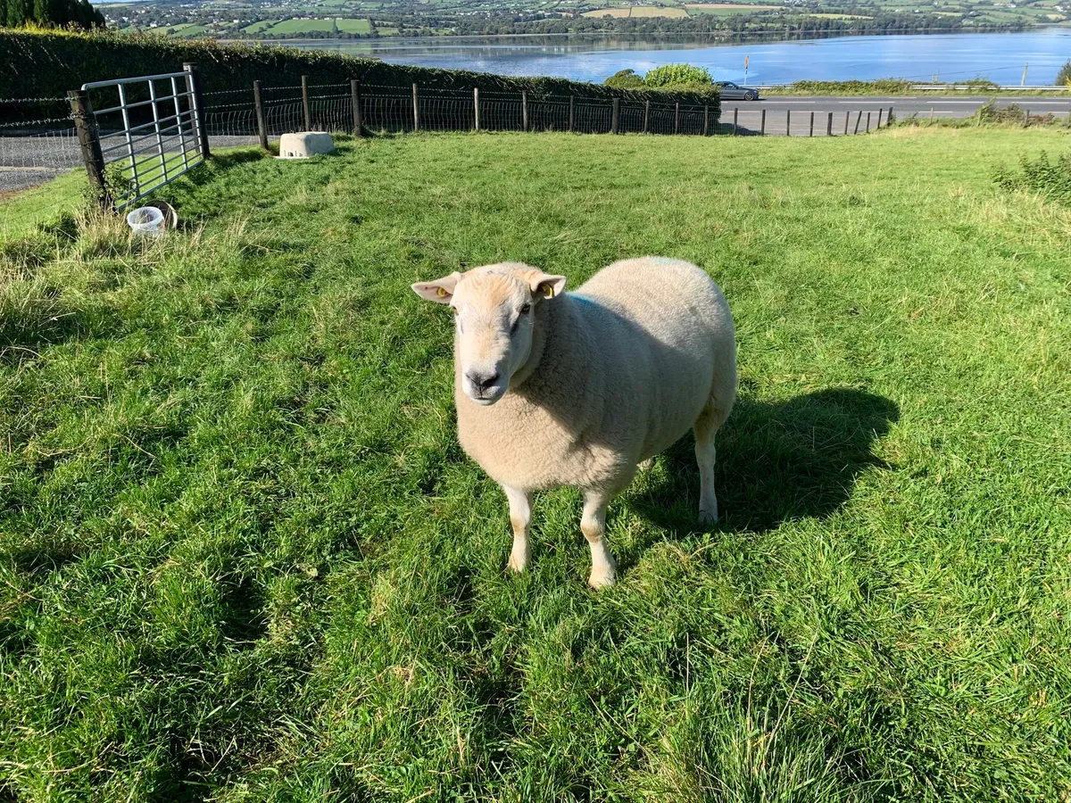 Pure bred Lleyn Ram - Image 2
