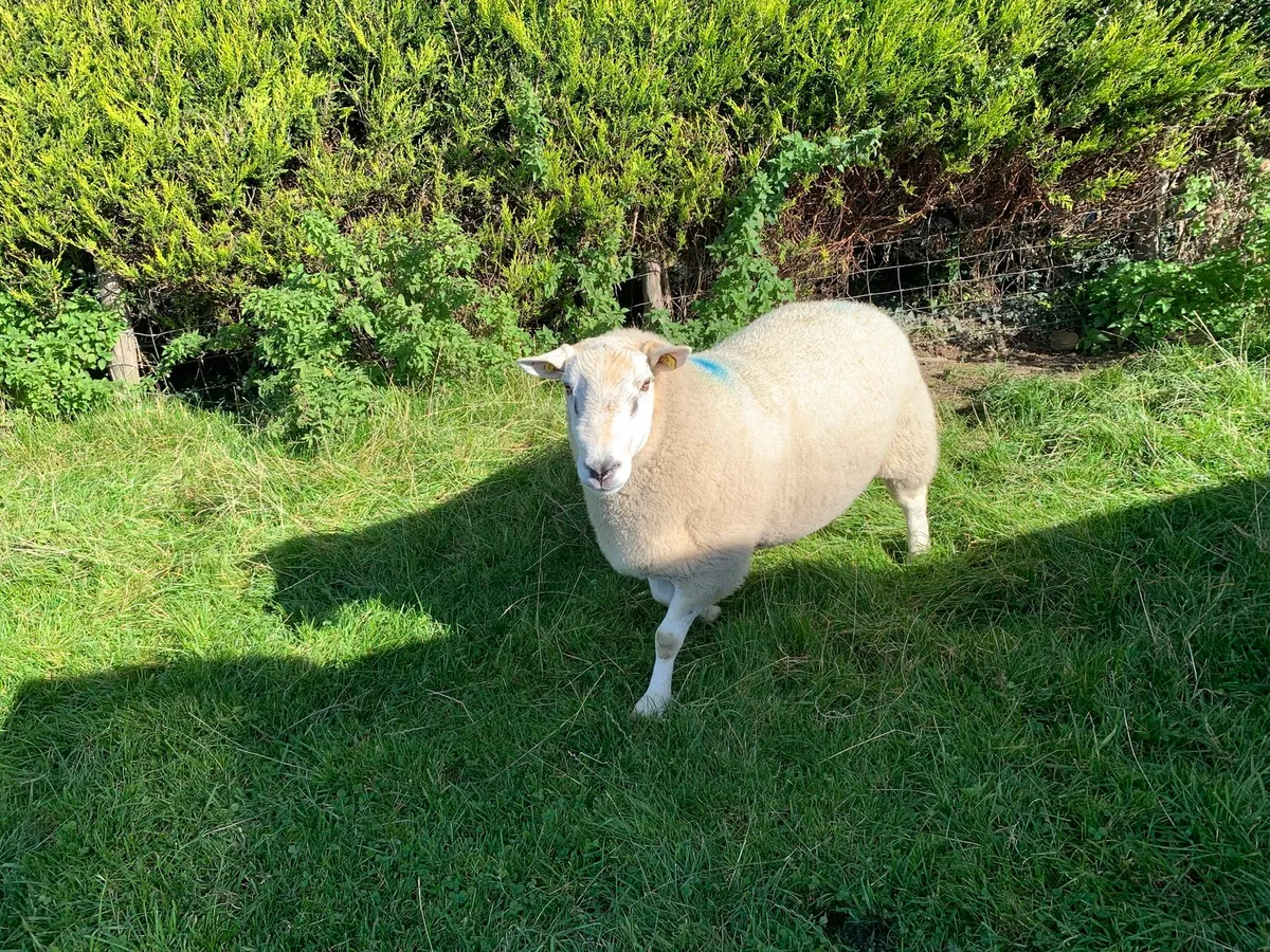 Pure bred Lleyn Ram - Image 3