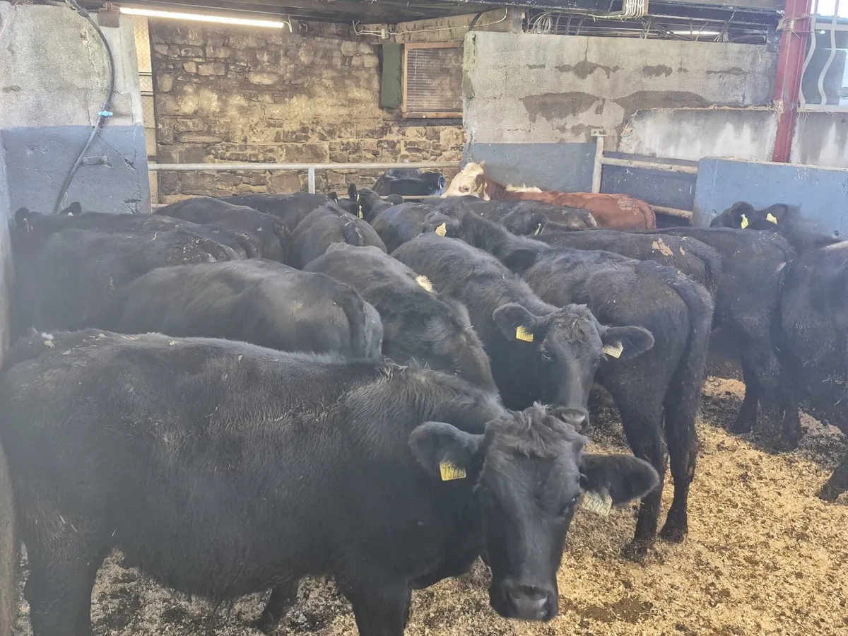 18 Angus Bull Weanlings - Image 4