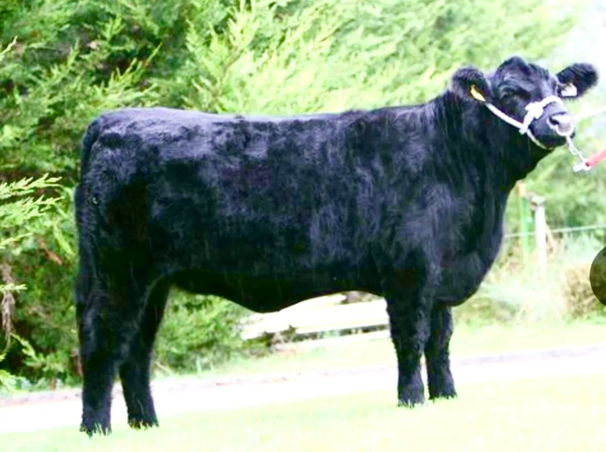 DRUMBEERA ANGUS - Image 2
