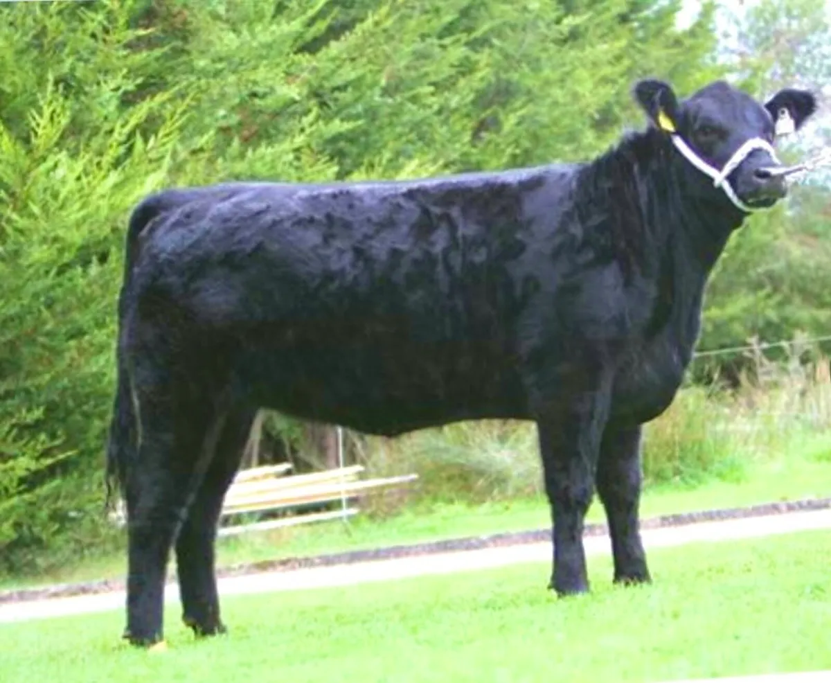 DRUMBEERA ANGUS - Image 3