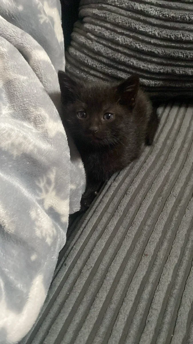Black kitten for sale 🐾 - Image 1