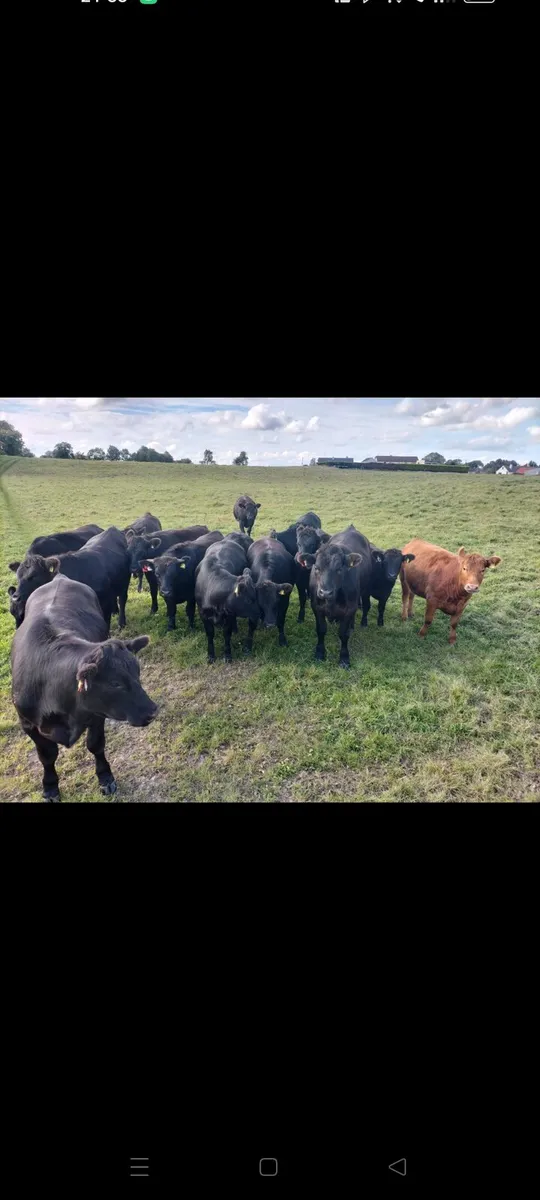 Cattle - Image 1