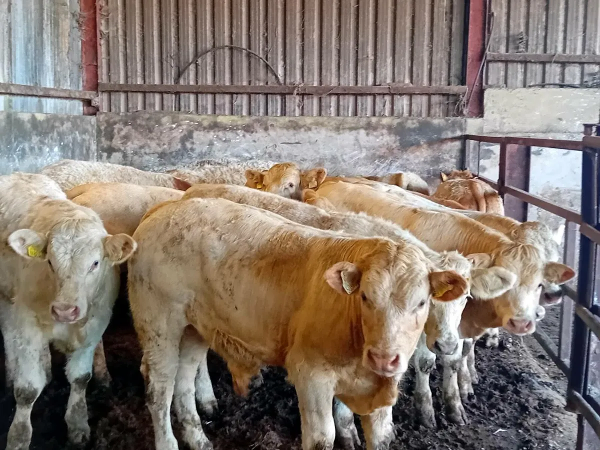 15 Smashing Charlaois Bullocks - Image 1
