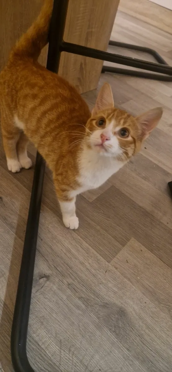 Kitten adoption - Image 1