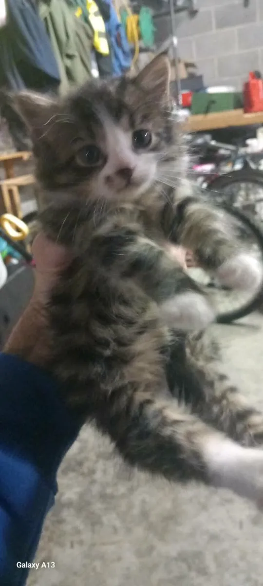 4 beautiful kittens - Image 3