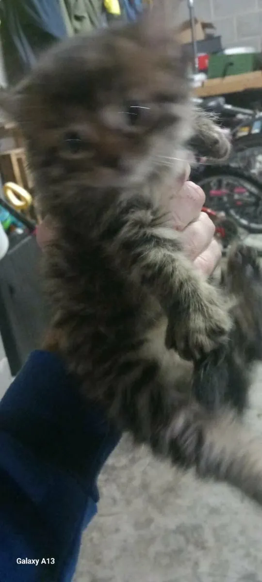 4 beautiful kittens - Image 4