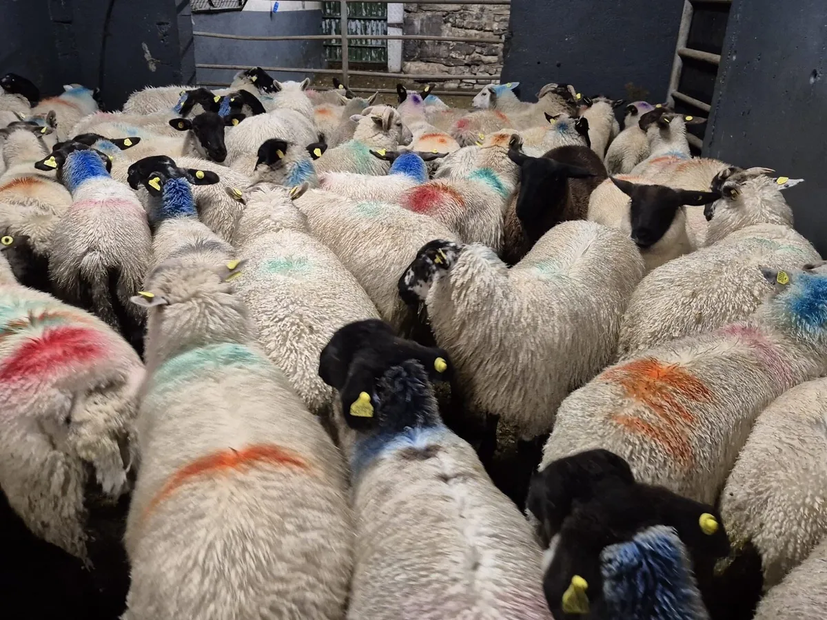70 Store Weather Lambs - Image 1