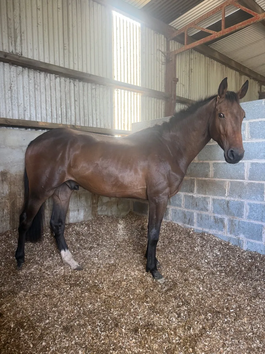 Attractive well bred project - Image 3
