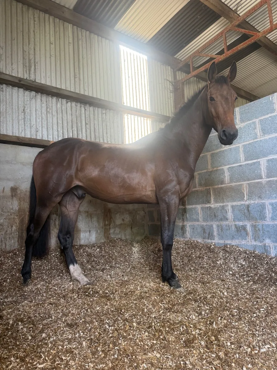 Attractive well bred project - Image 1