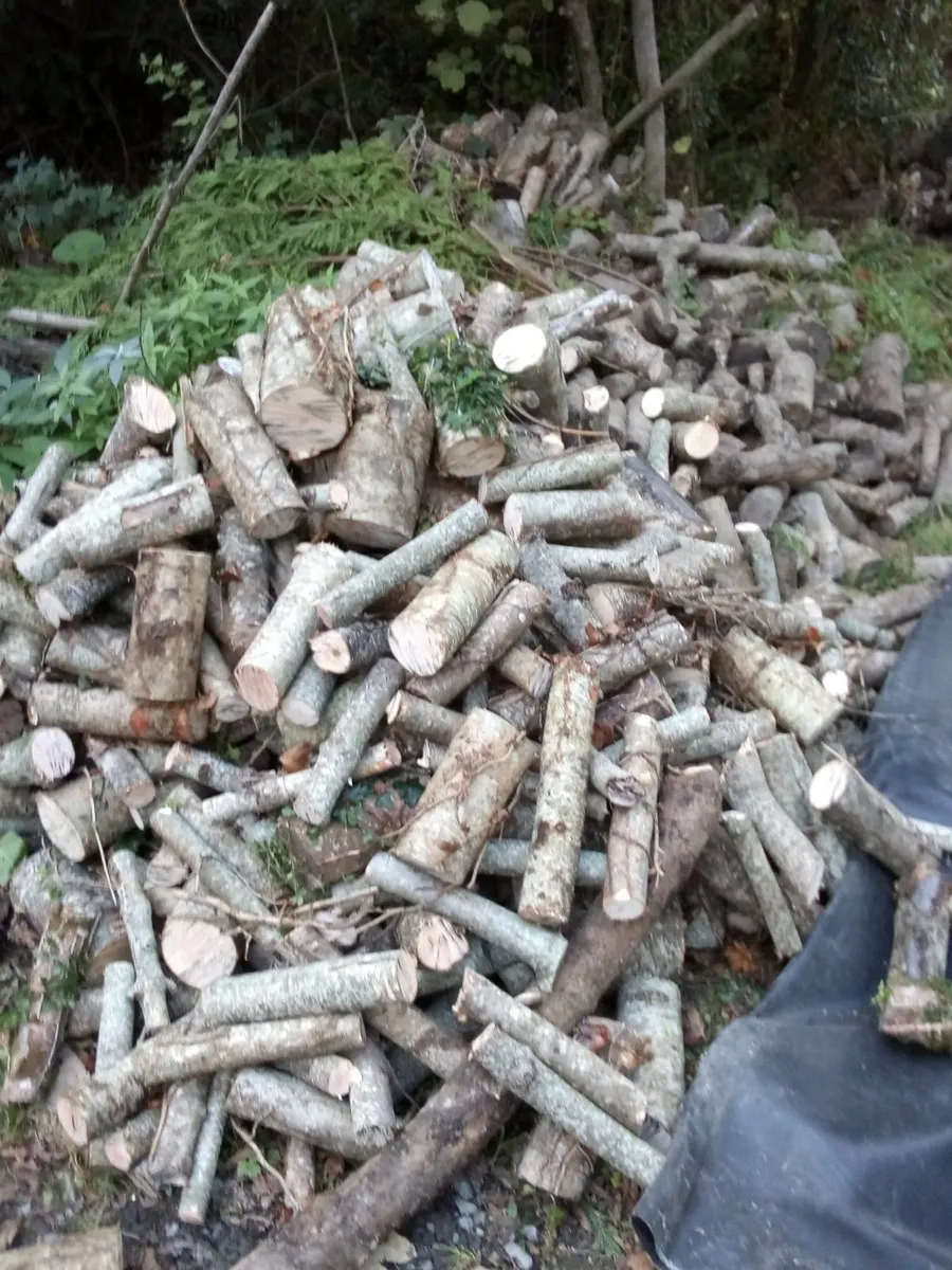 fire woods - Image 3