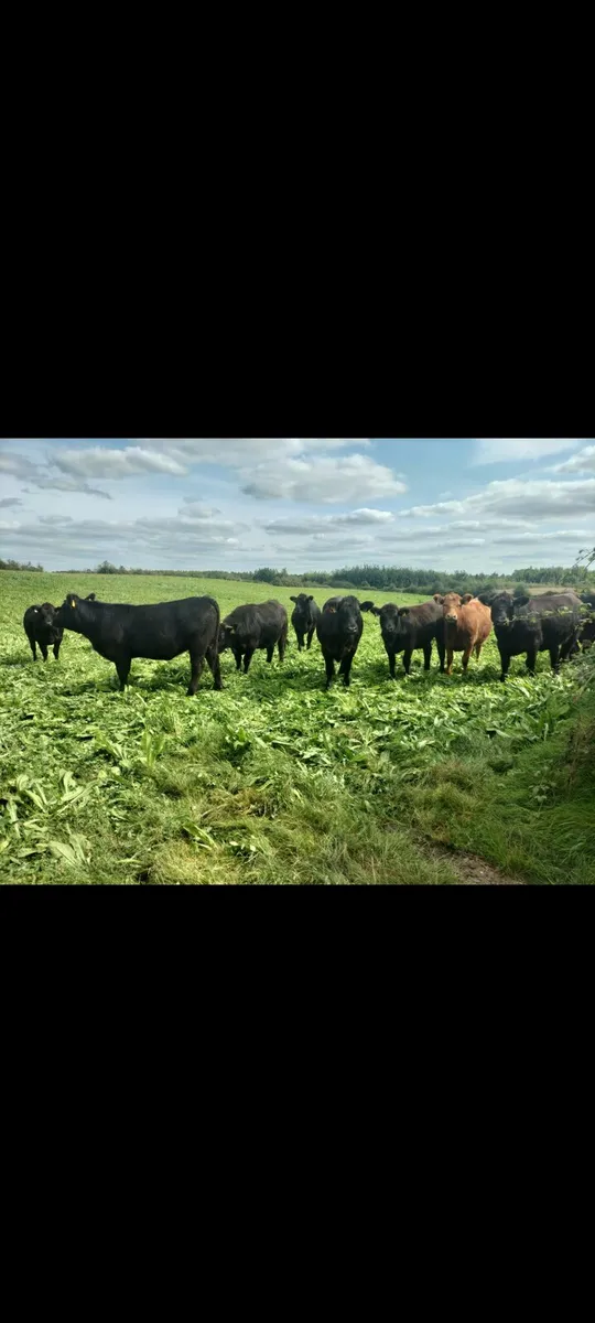 Cattle - Image 2