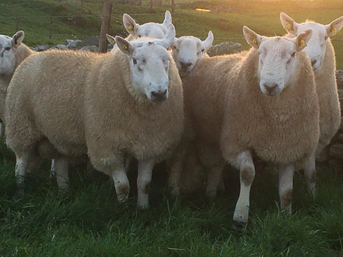Pedigree Cheviot Rams - Image 2