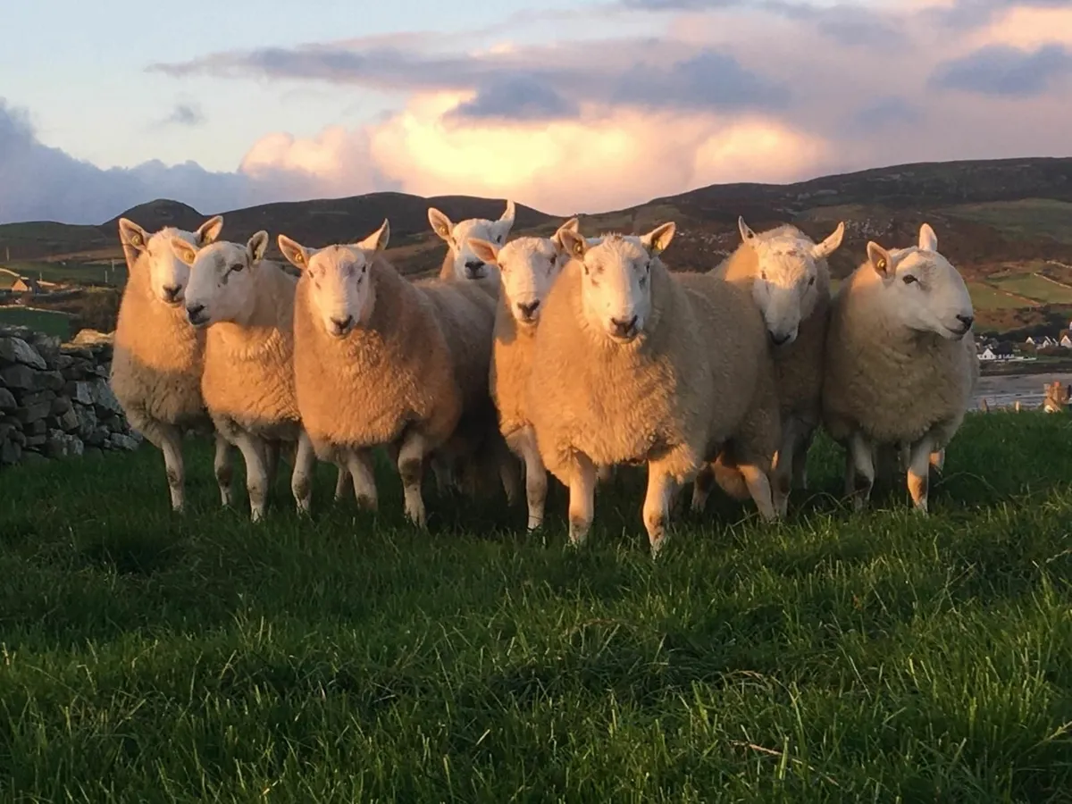 Pedigree Cheviot Rams - Image 3