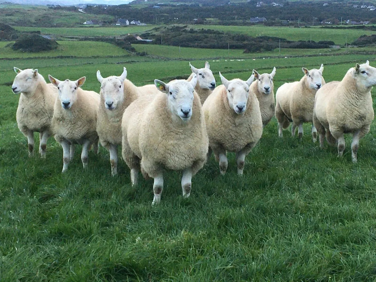 Pedigree Cheviot Rams - Image 1