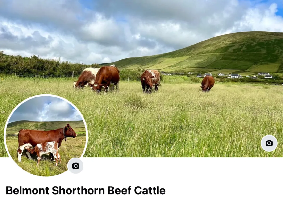 Pedigree Shorthorn Heifers - Image 1