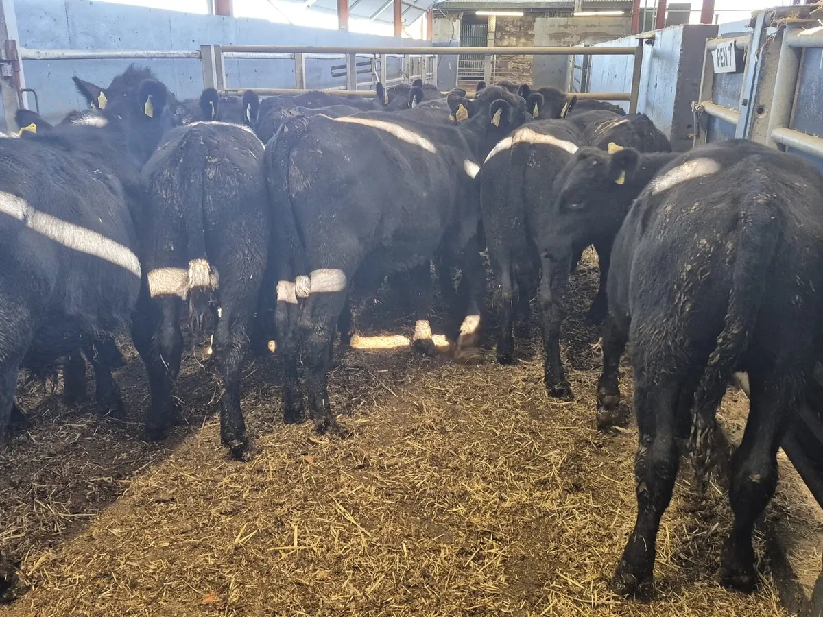 15 Angus Bull Weanlings - Image 2