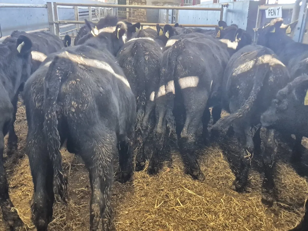 15 Angus Bull Weanlings - Image 3