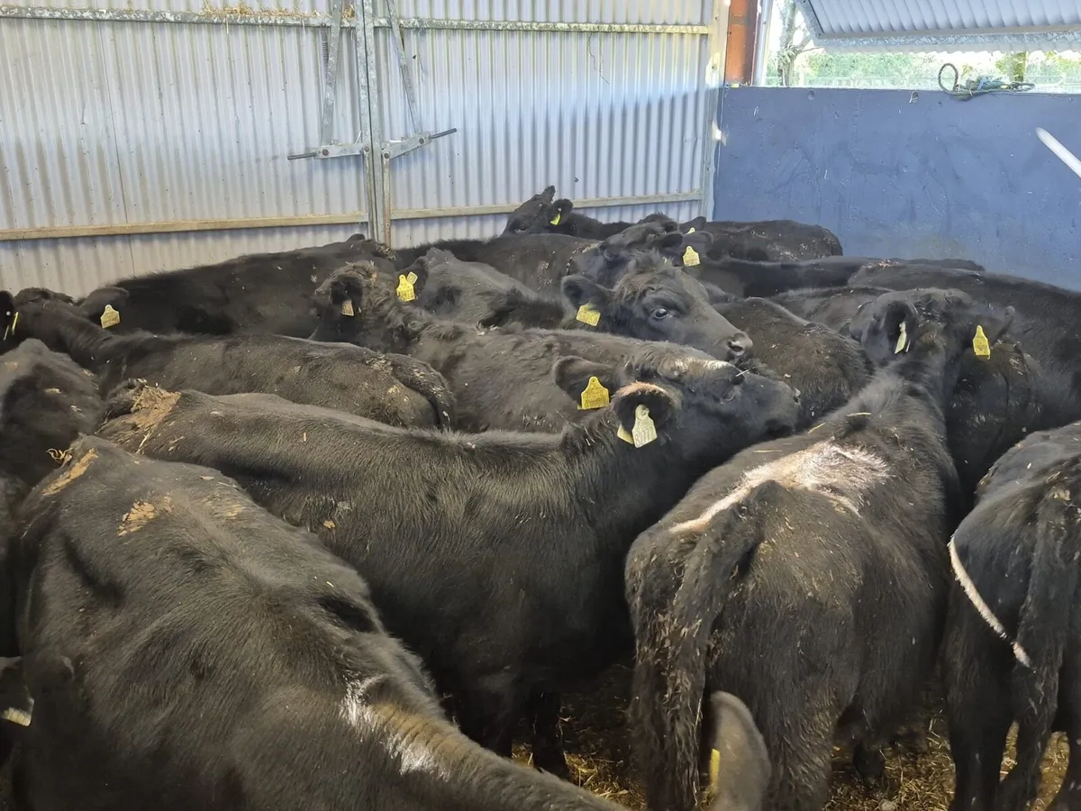 15 Angus Bull Weanlings - Image 1