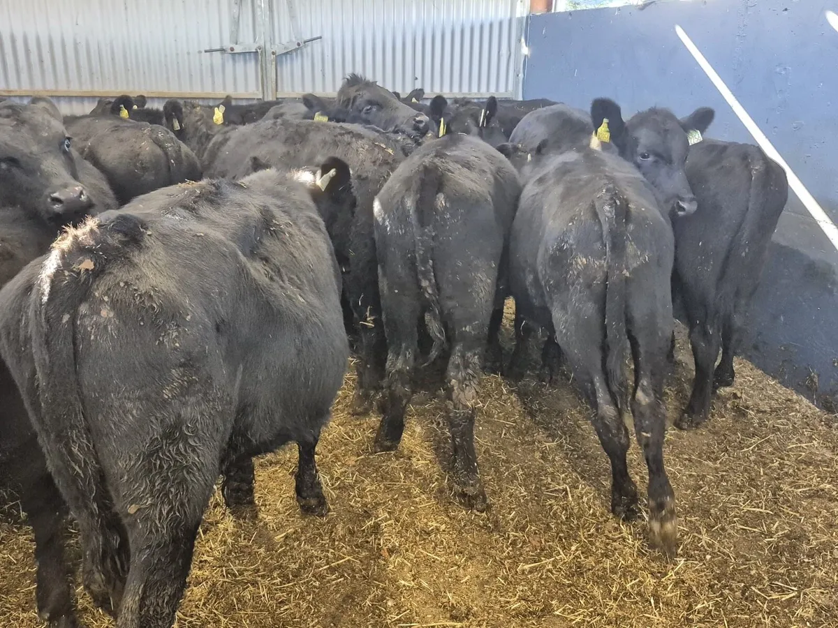 15 Angus Bull Weanlings - Image 4