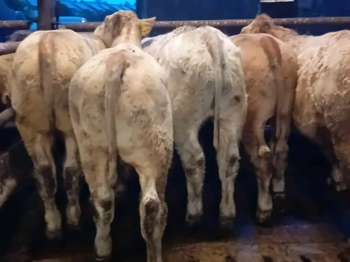 15 Smashing Charlaois Bullocks - Image 2