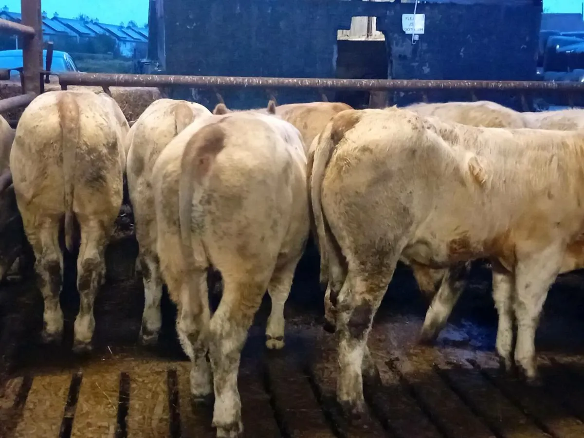 15 Smashing Charlaois Bullocks - Image 3