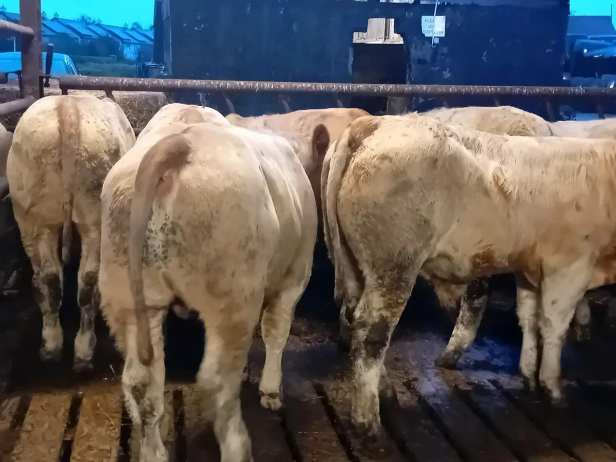 15 Smashing Charlaois Bullocks - Image 4