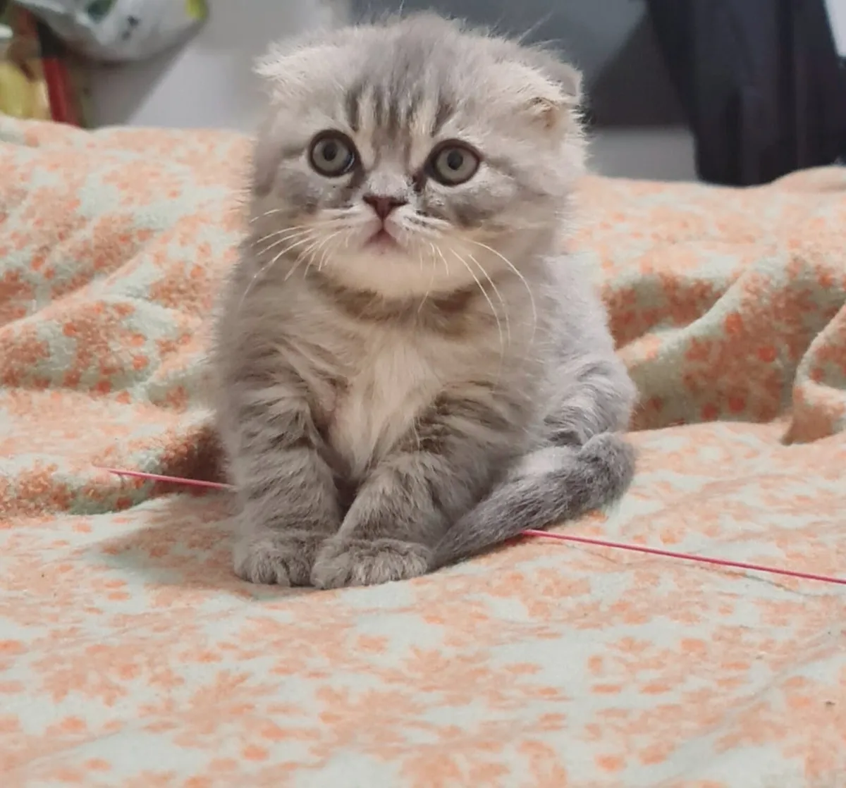 Kittens - Image 1