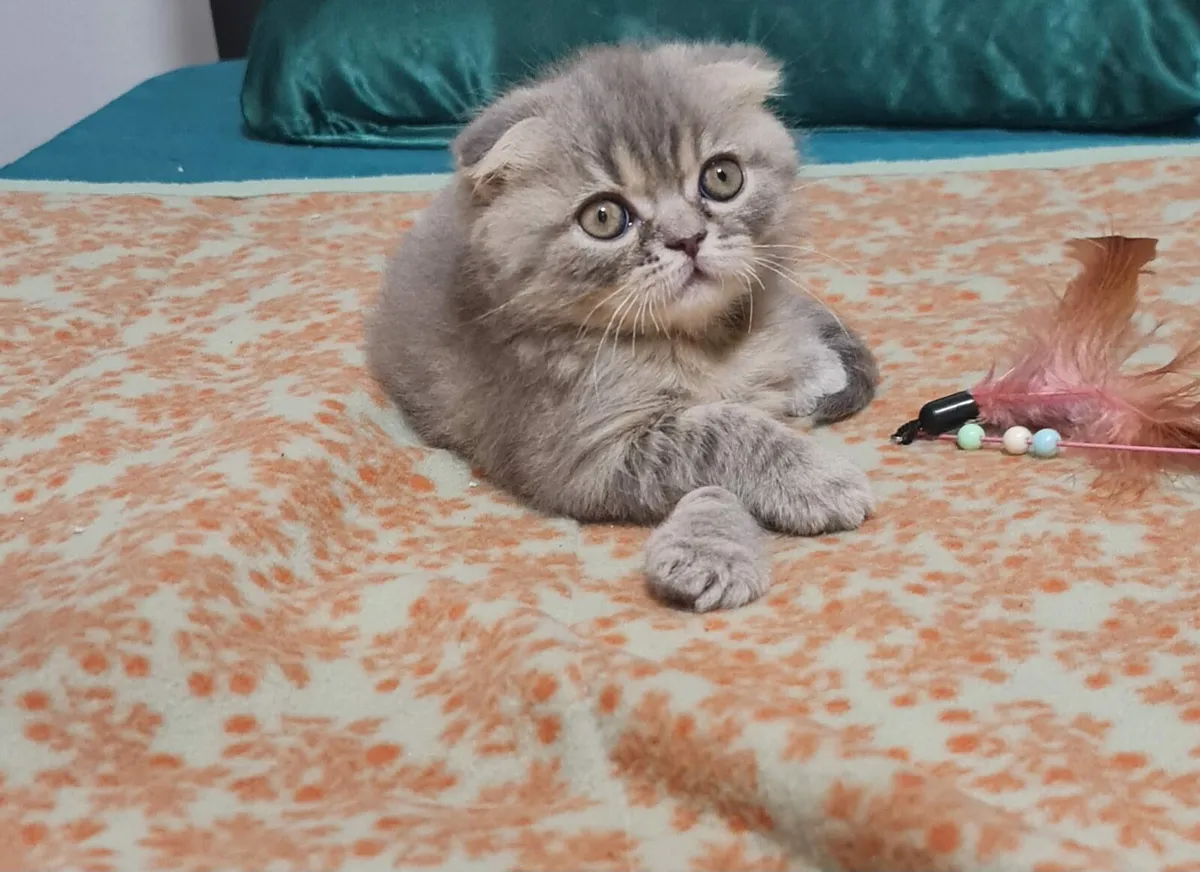 Kittens - Image 2