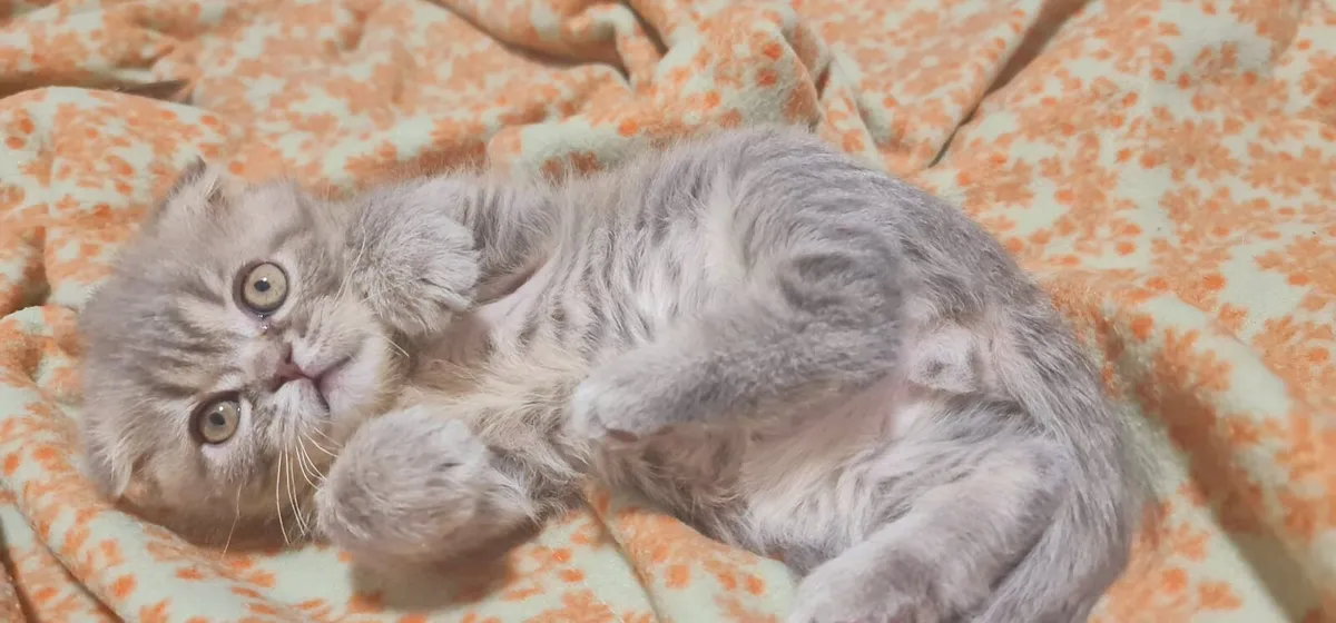 Kittens - Image 3