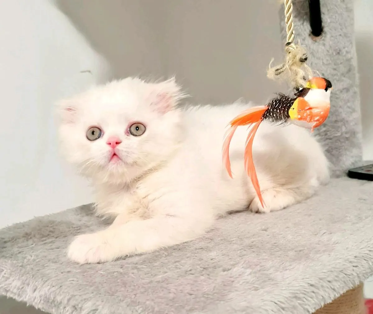 Kittens - Image 4