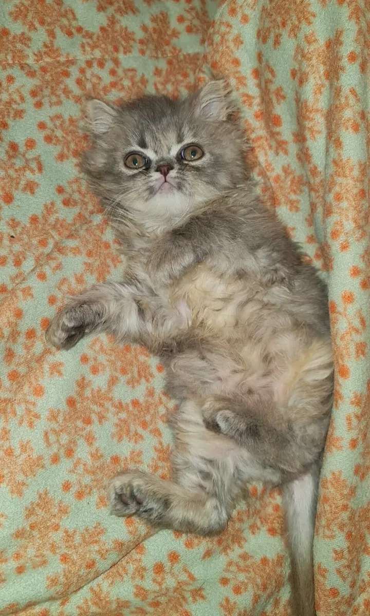 Kittens - Image 4