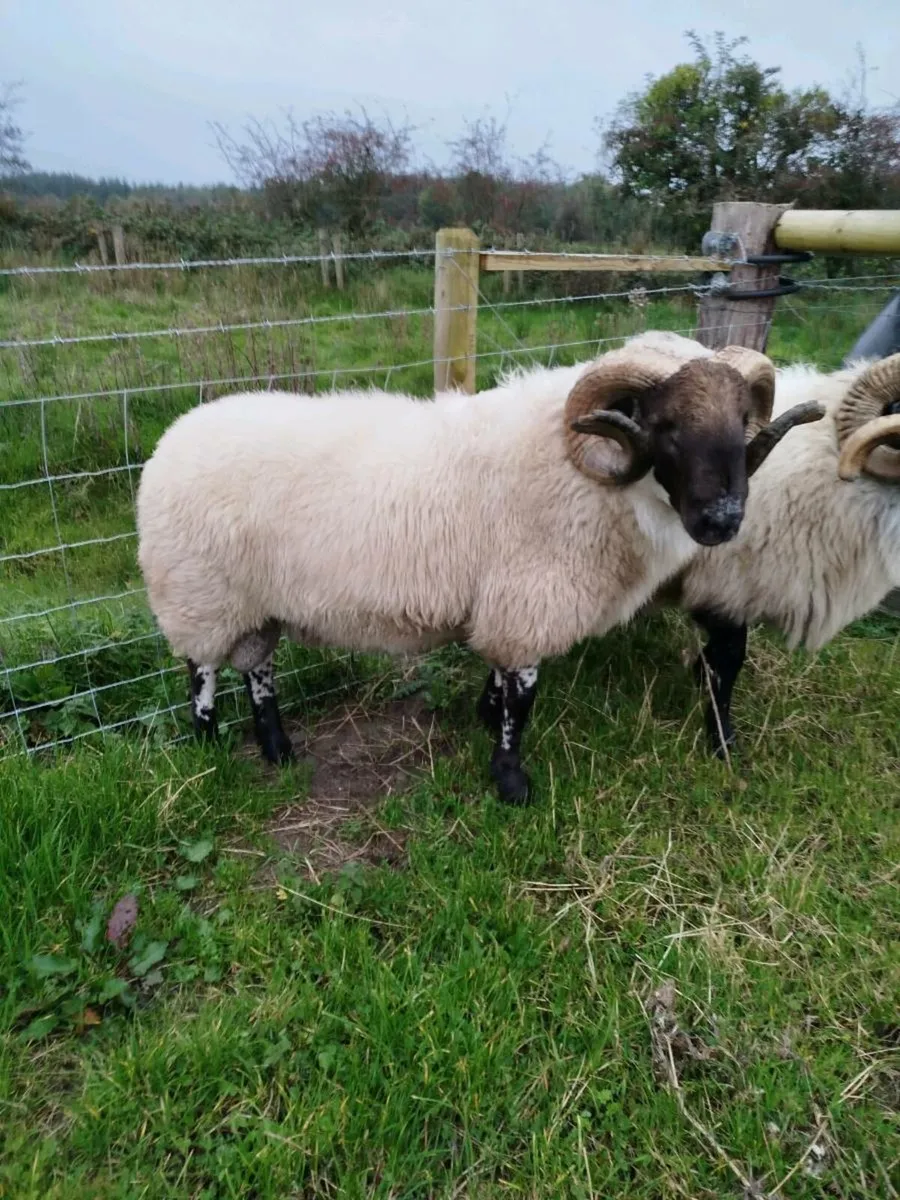 Hogget ram - Image 2