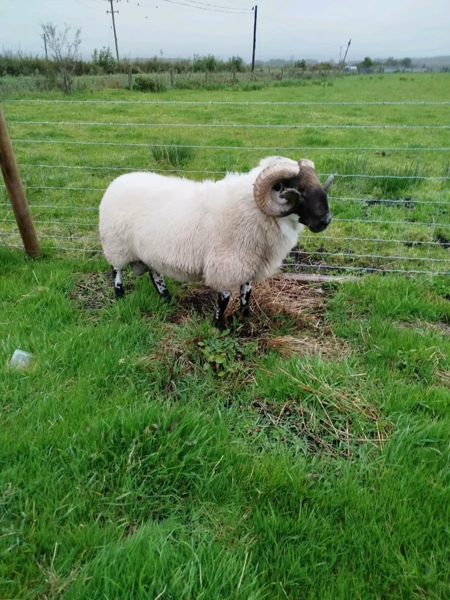 Hogget ram - Image 1