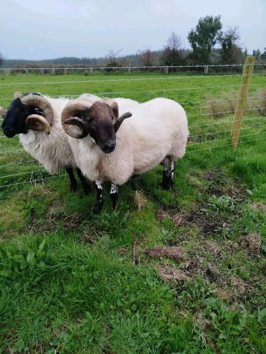Hogget ram - Image 3
