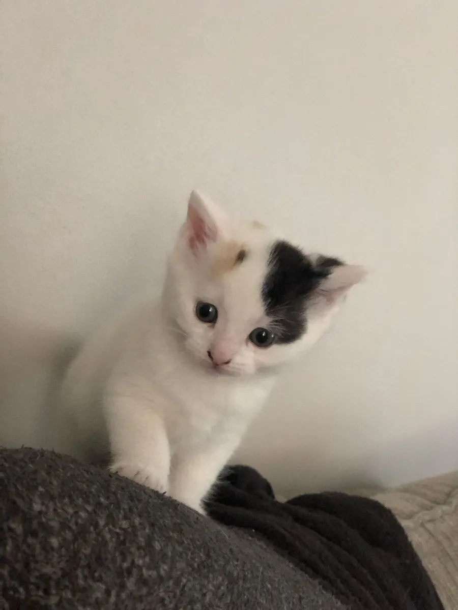Cute fluffy Kittens - Image 3